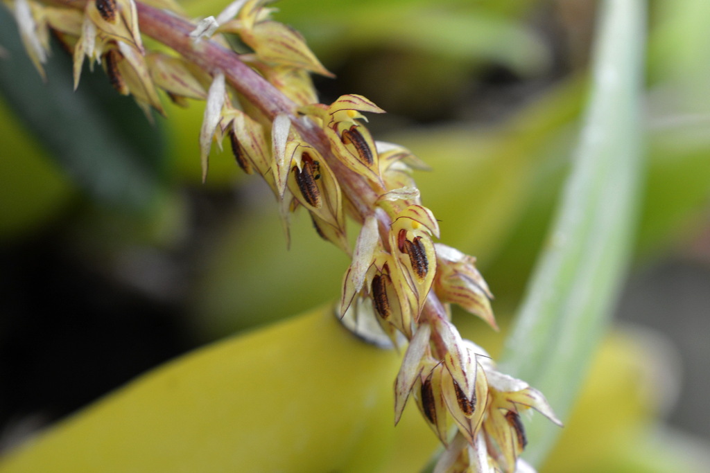 Bulbophyllum macrocoleum