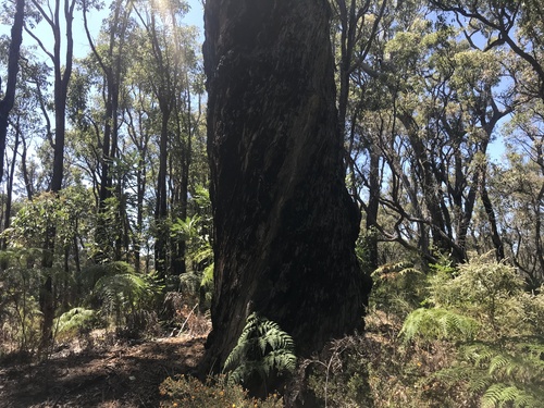 Jarrah (Eucalyptus marginata)