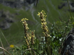 Plantago maritima serpentina