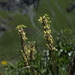 Plantago maritima serpentina - Photo (c) Matthieu Gauvain, some rights reserved (CC BY-NC), uploaded by Matthieu Gauvain