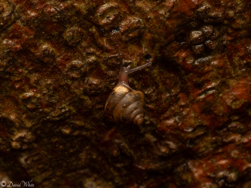 Kaliella microconus observed 2024-12-04