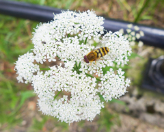 Syrphus