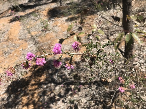 Image of Kunzea recurva by (c) Ann Bentley, some rights reserved (CC BY)