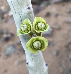 Euphorbia dregeana