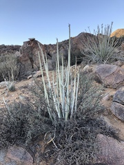 Euphorbia dregeana