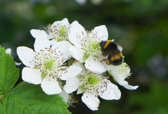 Bombus terrestris