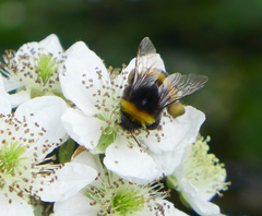 Bombus terrestris