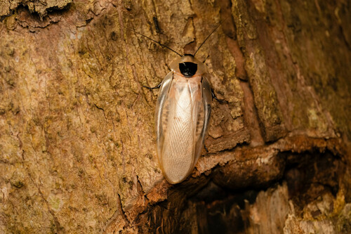 Colossal Roach