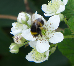 Bombus terrestris