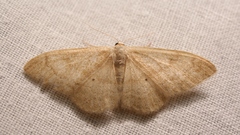 Idaea deversaria