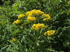 Descurainia tanacetifolia