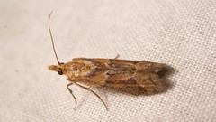 Ancylosis cinnamomella