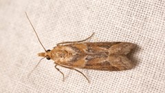 Ancylosis cinnamomella