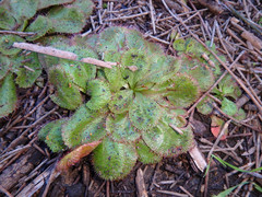 Drosera praefolia