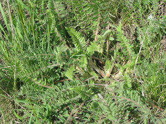 Astragalus dasyanthus