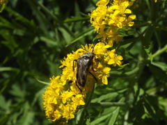 Descurainia tanacetifolia