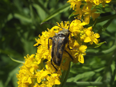 Brachyta interrogationis