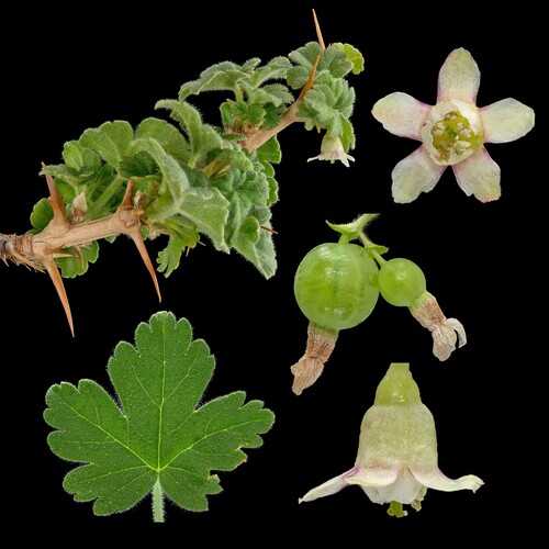 Ribes oxyacanthoides var. hendersonii