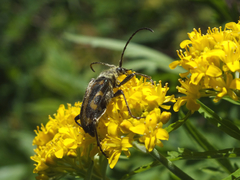 Brachyta interrogationis