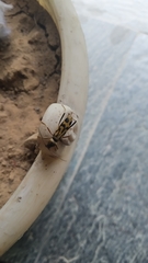 Chlorophorus annularis