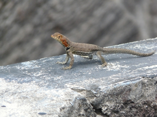 Galapagos Lava Lizard