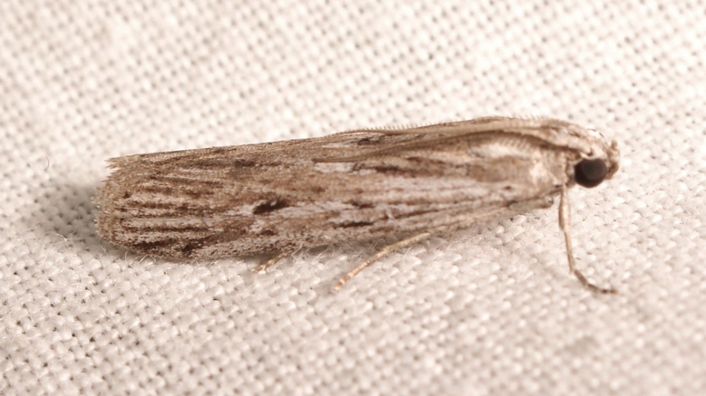 Epischnia