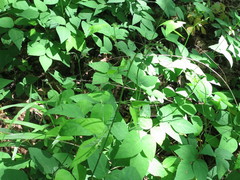 Hylodesmum podocarpum oxyphyllum