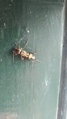 Chlorophorus annularis