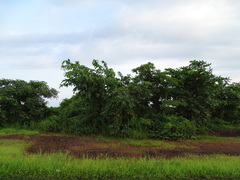 Rivea hypocrateriformis