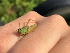 Pseudochorthippus parallelus