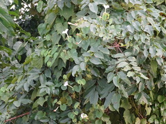 Rivea hypocrateriformis