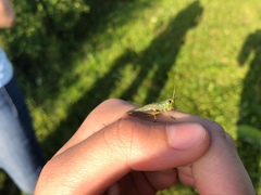 Pseudochorthippus parallelus