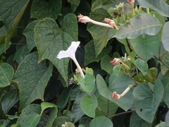 Rivea hypocrateriformis