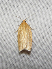 Clepsis clemensiana