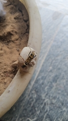 Chlorophorus annularis