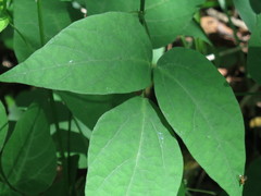 Hylodesmum podocarpum oxyphyllum