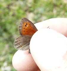 Erebia epiphron