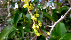 Schoepfia brasiliensis