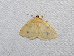 Macaria ribearia