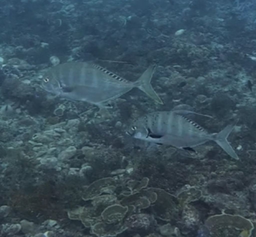 Shadow Trevally