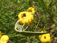 Thetidia smaragdaria