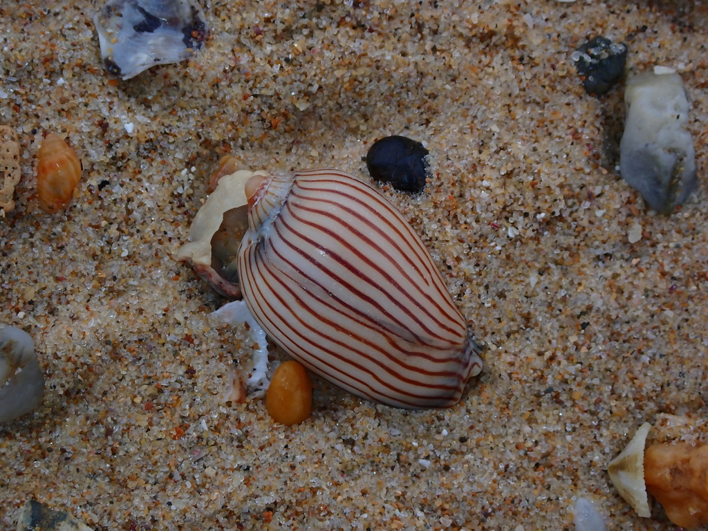 Zebra Volute from Bundagen NSW 2454, Australia on December 4, 2024 at ...