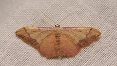 Idaea ostrinaria