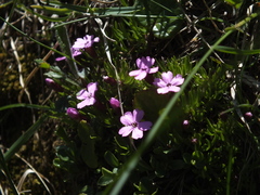 Silene acaulis acaulis