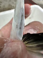 Cleftbelly Trevally photo 3