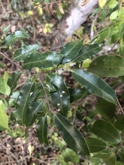 Landolphia kirkii