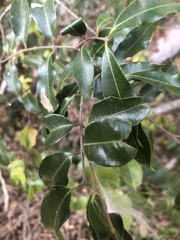 Landolphia kirkii