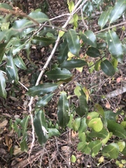 Landolphia kirkii