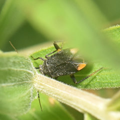 Polymerus venaticus