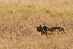 Leptailurus serval